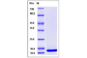 Image no. 1 for Thioredoxin-Like 4A (TXNL4A) (AA 1-142) protein (His tag) (ABIN2005213)
