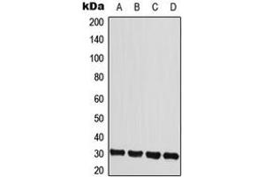 Image no. 1 for anti-Interleukin 22 Receptor, alpha 2 (IL22RA2) (Center) antibody (ABIN2706382)