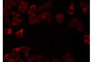Image no. 1 for anti-Mitochondrial Ribosomal Protein L54 (MRPL54) (Internal Region) antibody (ABIN6258511)