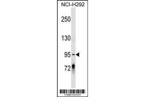 Image no. 1 for anti-Protocadherin gamma Subfamily C, 4 (PCDHGC4) (AA 265-291), (N-Term) antibody (ABIN1539248)