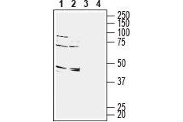 anti-G Protein-Coupled Receptor 65 (GPR65) (1st Extracellular Loop), (AA 72-84) antibody
