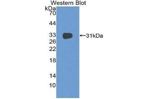 Image no. 1 for anti-CD1e (CD1e) (AA 39-276) antibody (ABIN2119114)