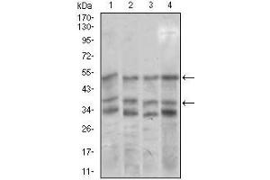Image no. 3 for anti-Neuronal Differentiation 1 (NEUROD1) (AA 26-91) antibody (ABIN1724757)