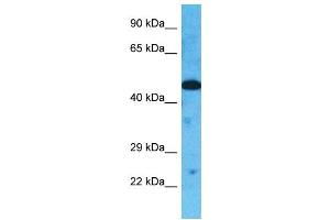 Image no. 2 for anti-Torsin Family 3, Member A (TOR3A) (Middle Region) antibody (ABIN2777761)