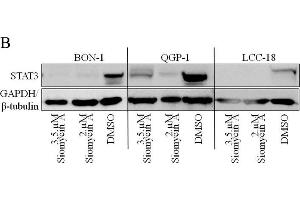 Image no. 59 for anti-Glyceraldehyde-3-Phosphate Dehydrogenase (GAPDH) (Center) antibody (ABIN2857072)
