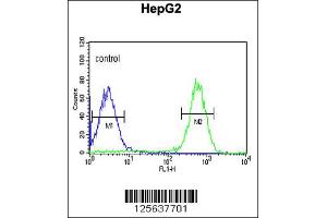 Image no. 3 for anti-Tescalcin (TESC) (C-Term) antibody (ABIN2504566)