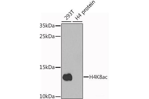Histone H4 anticorps  (acLys8)