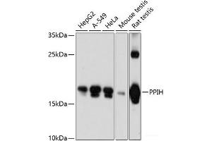 Western blot analysis of extracts of various cell lines using PPIH Polyclonal Antibody at dilution of 1:3000.