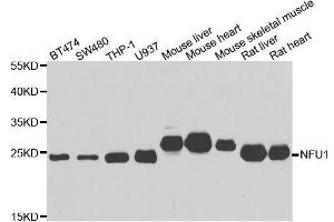 Image no. 1 for anti-NFU1 Iron-Sulfur Cluster Scaffold (NFU1) antibody (ABIN6144598)