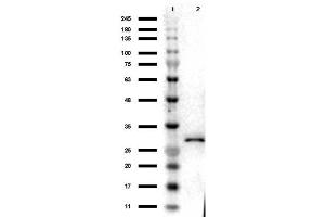 Western Blot Results of Chicken Anti-RFP Antibody.