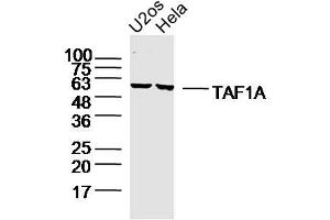 Image no. 1 for anti-TATA Box Binding Protein (TBP)-Associated Factor, RNA Polymerase I, A, 48kDa (TAF1A) (AA 21-120) antibody (ABIN5675639)