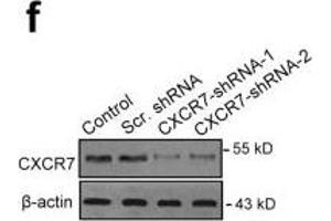 Image no. 14 for anti-Chemokine (C-X-C Motif) Receptor 7 (CXCR7) (Internal Region) antibody (ABIN2857021)