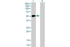 Image no. 2 for anti-Neuronal Differentiation 1 (NEUROD1) (AA 201-300) antibody (ABIN561963)