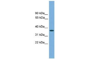 Image no. 1 for anti-G Protein-Coupled Receptor 27 (GPR27) (N-Term) antibody (ABIN2783167)