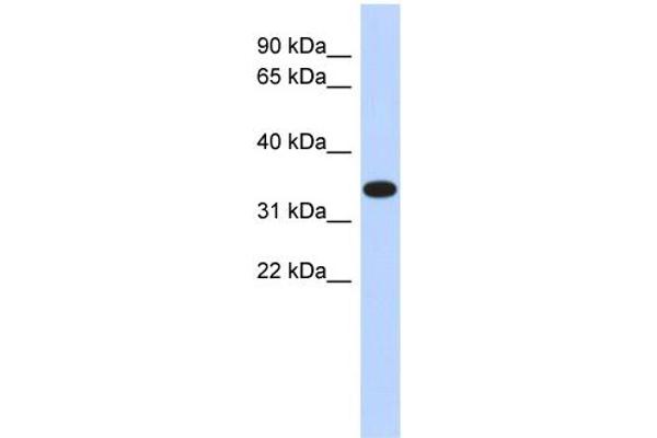 anti-Actin-Related Protein T1 (ACTRT1) (Middle Region) antibody