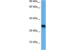Image no. 2 for anti-Interferon Regulatory Factor 1 (IRF1) (C-Term) antibody (ABIN2779860)