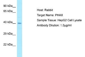 Image no. 1 for anti-phosphorylated Adaptor For RNA Export (PHAX) (C-Term) antibody (ABIN2790158)