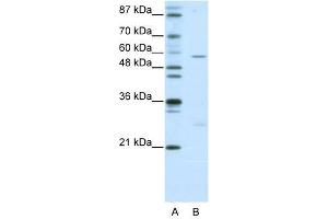 Image no. 1 for anti-HMG Box-Containing Protein 1 (HBP1) (N-Term) antibody (ABIN927750)