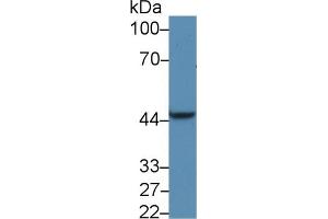 Western Blot; Sample: Rat Liver lysate; Primary Ab: 5µg/ml Rabbit Anti-Human PDK1 Antibody Second Ab: 0.