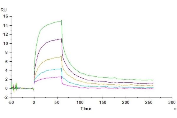SIRPA Protein (Fc Tag)