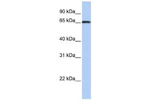 Image no. 1 for anti-ZXD Family Zinc Finger C (ZXDC) antibody (ABIN2459415)