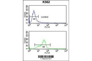 Image no. 3 for anti-Microfibrillar Associated Protein 5 (MFAP5) (AA 133-160), (C-Term) antibody (ABIN391487)
