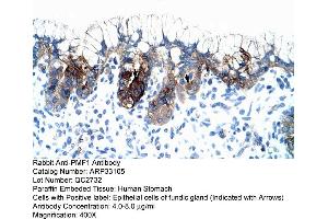 Image no. 2 for anti-Polyamine Modulated Factor 1 (PMF1) (Middle Region) antibody (ABIN2777754)