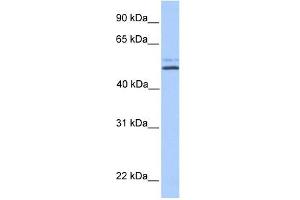 Image no. 1 for anti-Na+/H+ Exchanger Domain Containing 2 (NHEDC2) (C-Term) antibody (ABIN635063)
