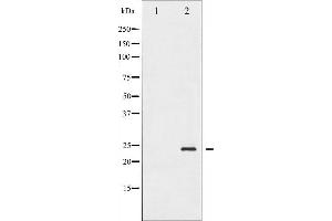 Image no. 1 for anti-BCL2-Associated Agonist of Cell Death (BAD) (pSer155) antibody (ABIN6256155)