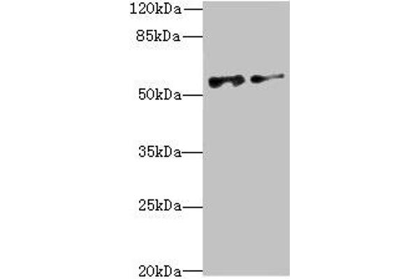 NEK3 antibody  (AA 267-506)