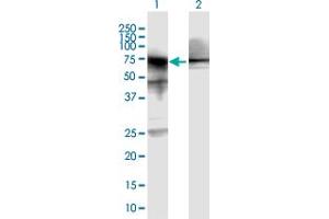 Western Blot analysis of HSPA1A expression in transfected 293T cell line by HSPA1A MaxPab polyclonal antibody.