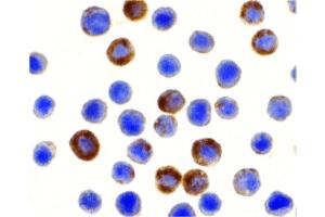 Image no. 3 for anti-Baculoviral IAP Repeat-Containing 8 (BIRC8) (N-Term) antibody (ABIN6656732)
