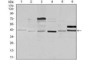 Image no. 3 for anti-NCK Adaptor Protein 1 (NCK1) antibody (ABIN969545)