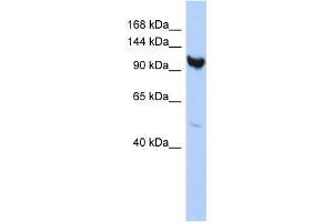 anti-Armadillo Repeat Containing 3 (ARMC3) (Middle Region) antibody