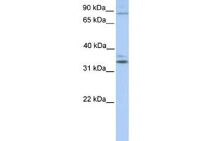 Image no. 1 for anti-Neuronal PAS Domain Protein 2 (NPAS2) (C-Term) antibody (ABIN2780439)