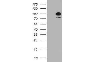 Image no. 2 for anti-HBS1-Like (HBS1L) (AA 1-260) antibody (ABIN1490655)