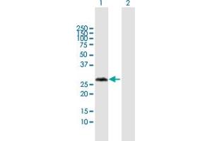 VCX3A antibody  (AA 1-166)
