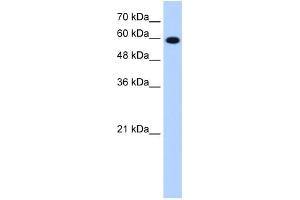 Image no. 2 for anti-Stress-Induced-phosphoprotein 1 (STIP1) antibody (ABIN629862)