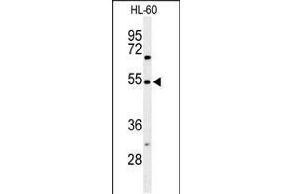 anti-Gastrin-Releasing Peptide (GRP) (AA 123-152) antibody