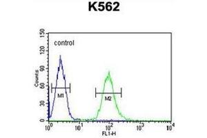 Image no. 1 for anti-Katanin P60 Subunit A-Like 1 (KATNAL1) (AA 144-174), (N-Term) antibody (ABIN952988)