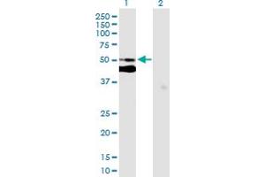 Image no. 1 for anti-Chromosome 7 Open Reading Frame 10 (C7orf10) (AA 1-471) antibody (ABIN529049)