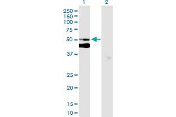 anti-Chromosome 7 Open Reading Frame 10 (C7orf10) (AA 1-471) antibody