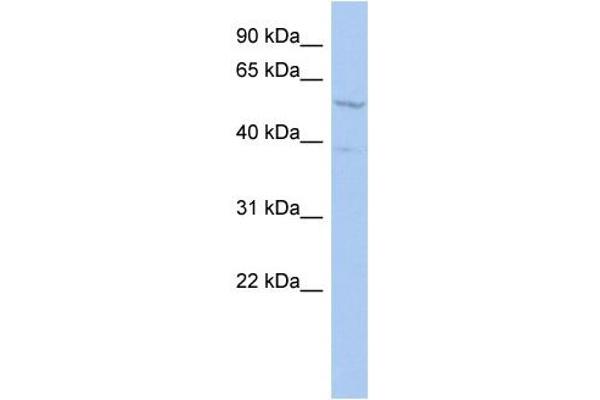anti-REST Corepressor 1 (RCOR1) (Middle Region) antibody