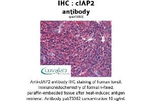 Image no. 3 for anti-Baculoviral IAP Repeat Containing 3 (BIRC3) (AA 314-508) antibody (ABIN1733088)