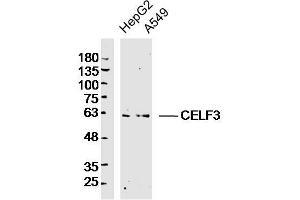 CELF3 anticorps  (AA 401-465)