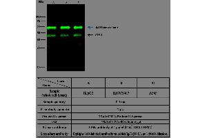 Image no. 1 for anti-Cathepsin B (CTSB) antibody (ABIN1996943)