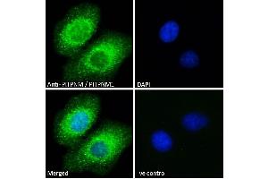 Image no. 2 for anti-Phosphatidylinositol Transfer Protein, Membrane-Associated 1 (PITPNM1) (C-Term) antibody (ABIN185208)