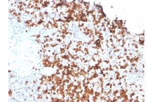 Image no. 3 for anti-Granzyme B (GZMB) (AA 73-187) antibody (ABIN6939593)