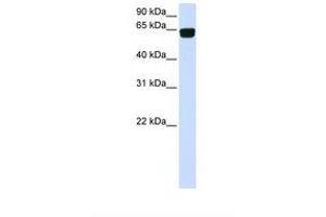 Image no. 1 for anti-Phosphatidylinositol Glycan T (PIGT) (AA 434-483) antibody (ABIN6738311)