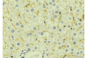 Image no. 3 for anti-LETM1 Domain Containing 1 (LETMD1) antibody (ABIN6262952)